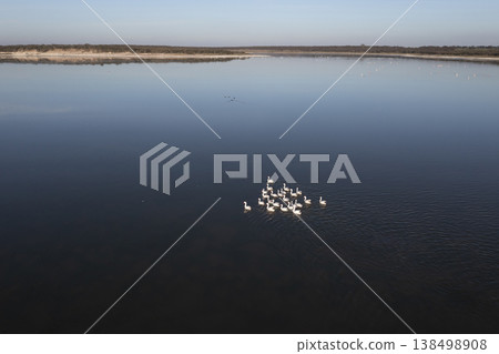 Coscoroba swans in lagoon envirinment, La Pampa Coscoroba swans in lagoon envirinment, La Pampa 138498908