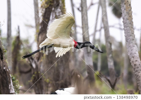 Nest of jabiru with chicks, Pantanal, Brazil 138498970
