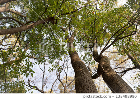 The view looking up and the trees reaching towards the sky 138498980