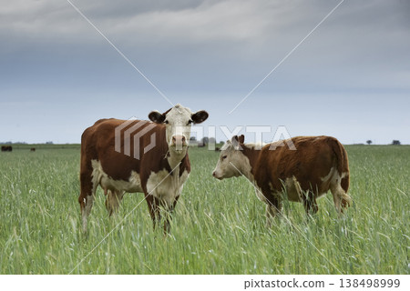 Countryside landscape with cows grazing, La Pampa, Argentina Countryside landscape with cows grazing, La Pampa, Argentina 138498999