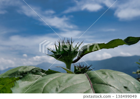 Sunflower bud 138499049