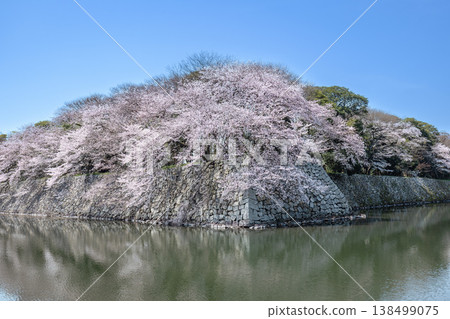 Hikone Castle in spring Hikone Castle in spring 138499075