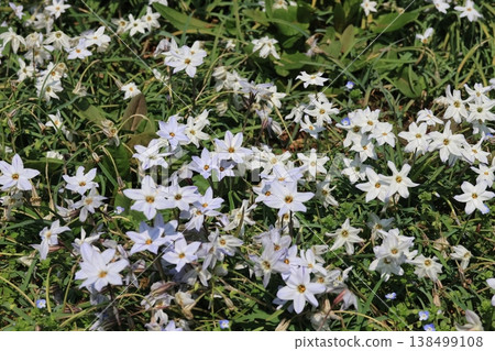 The field is covered in blooming Ipheion flowers. The field is covered in blooming Ipheion flowers. 138499108