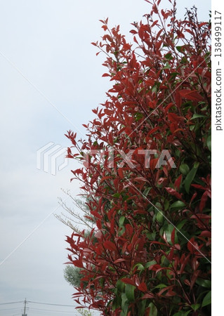Close-up photograph of a red photinia leaf Close-up photograph of a red photinia leaf 138499117