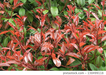 Close-up photograph of a red photinia leaf Close-up photograph of a red photinia leaf 138499118
