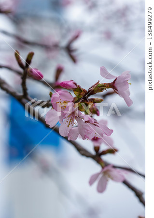 櫻花 138499279