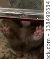 Hamster's paws 138499334