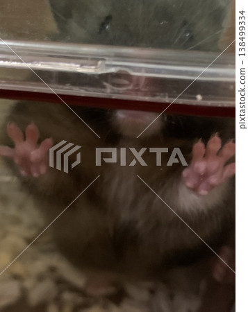 Hamster's paws Hamster's paws 138499334