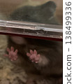 Hamster's paws 138499336