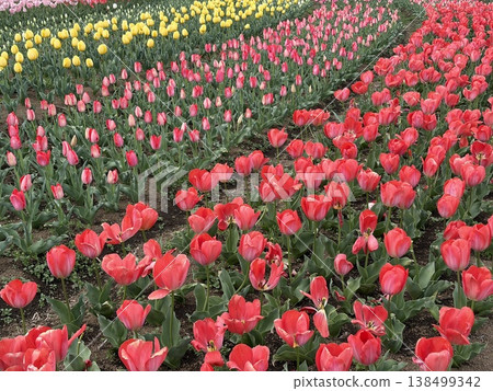 A flower field where red, pink, and yellow tulips bloom in vibrant colors. 138499342