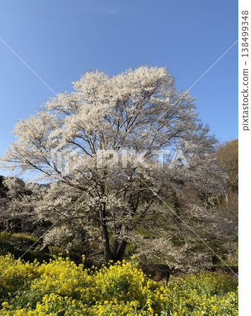 春意盎然的鄉村景色,油菜花田、一棵盛開的櫻花樹和山脈交相輝映。 春意盎然的鄉村景色,油菜花田、一棵盛開的櫻花樹和山脈交相輝映。 138499348