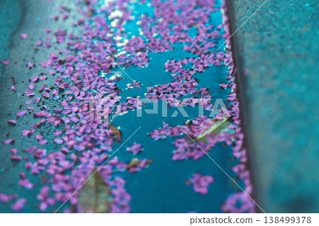 漂浮在水錶面上的櫻花瓣 漂浮在水錶面上的櫻花瓣 138499378
