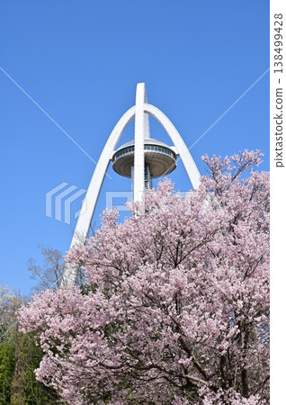 Cherry trees and twin arch 138 (Ichinomiya City, Aichi Prefecture) Cherry trees and twin arch 138 (Ichinomiya City, Aichi Prefecture) 138499428