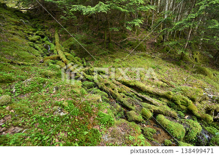 攀登小布希岳(長野縣、山梨縣、埼玉縣) 攀登小布希岳(長野縣、山梨縣、埼玉縣) 138499471