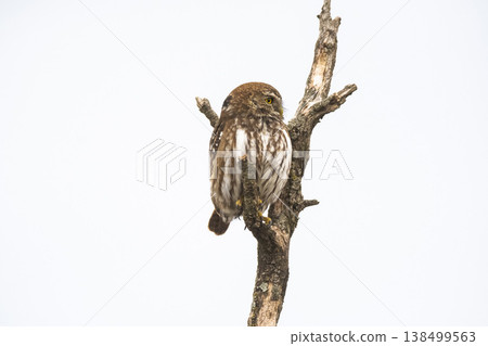 Ferruginous Pygmy owl, Glaucidium brasilianum, Calden forest, La Pampa Province, Patagonia, Argentina. Ferruginous Pygmy owl, Glaucidium brasilianum, Calden forest, La Pampa Province, Patagonia, Argentina. 138499563