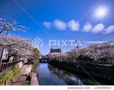 Cherry blossoms in spring reflected on the surface of the Mama River Cherry blossoms in spring reflected on the surface of the Mama River 138499564