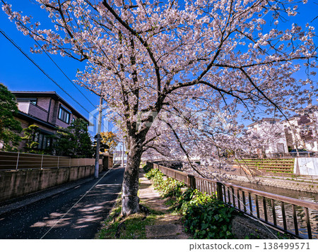 The scenery of the Mamagawa River with cherry blossoms in full bloom. 138499571