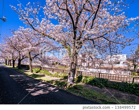 Road with cherry blossoms Road with cherry blossoms 138499572