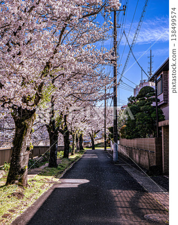 道路與櫻花 道路與櫻花 138499574