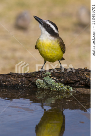 Great Kiskadee,  Pitangus sulphuratus, Calden forest, La Pampa, Argentina 138499701