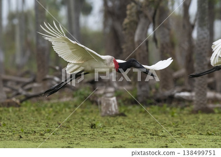 Jabiru Stork, in a marsh environment Jabiru Stork, in a marsh environment 138499751