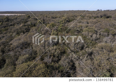 Pampas forest, Calden tree, Prosopis Caldenia, endemic species in La Pampa, Patagonia, Argentina Pampas forest, Calden tree, Prosopis Caldenia, endemic species in La Pampa, Patagonia, Argentina 138499781