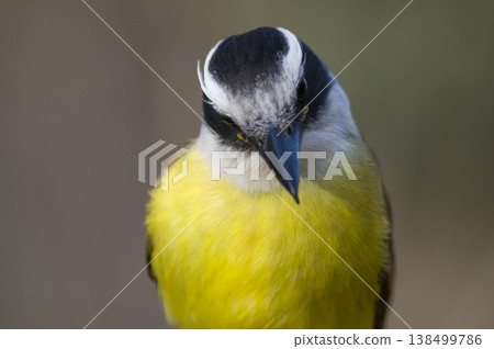 Great Kiskadee,  Pitangus sulphuratus, Calden forest, La Pampa, Argentina 138499786