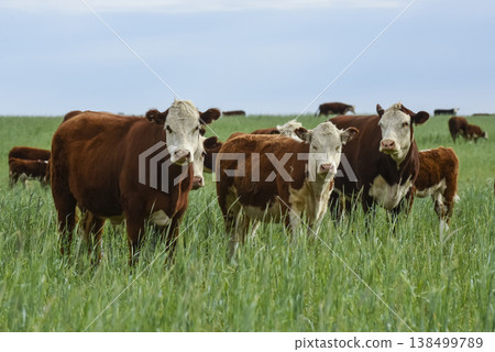 Countryside landscape with cows grazing, La Pampa, Argentina Countryside landscape with cows grazing, La Pampa, Argentina 138499789
