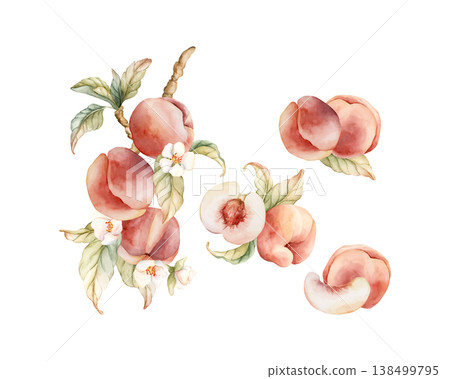 Pink Peaches Arrangement Set Summer Juicy Ripe Fruits. Watercolor hand drawn floral food illustration isolated on white background for home kitchen textile fresh print card cosmetic package crockery Pink Peaches Arrangement Set Summer Juicy Ripe Fruits. Watercolor hand drawn floral food illustration isolated on white background for home kitchen textile fresh print card cosmetic package crockery 138499795