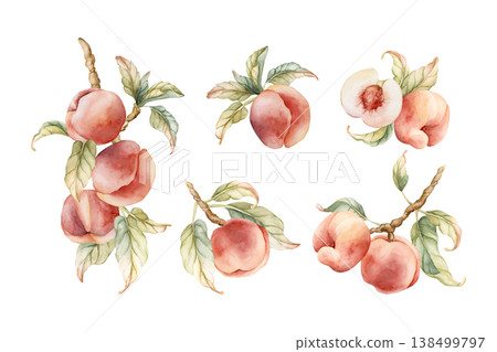 Pink Peaches Arrangement Set Summer Juicy Ripe Fruits. Watercolor hand drawn floral food illustration isolated on white background for home kitchen textile fresh print card cosmetic package crockery Pink Peaches Arrangement Set Summer Juicy Ripe Fruits. Watercolor hand drawn floral food illustration isolated on white background for home kitchen textile fresh print card cosmetic package crockery 138499797