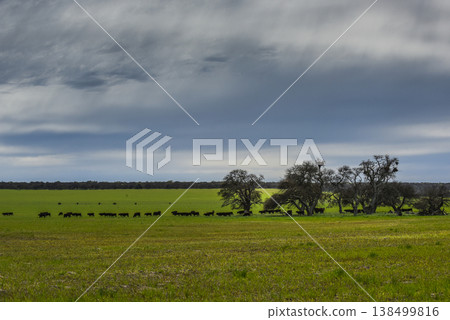 Lonely tree in Pampas Landscape, La Pampa province, Patagonia, Argentina 138499816