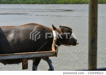 Water buffalo pulling a water buffalo cart Water buffalo pulling a water buffalo cart 138499823