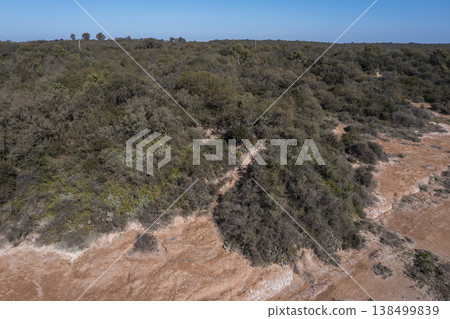 Pampas forest, Calden tree, Prosopis Caldenia, endemic species in La Pampa, Patagonia, Argentina 138499839
