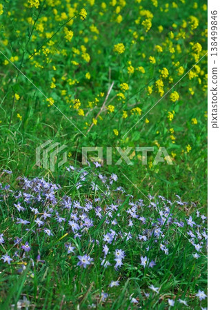 春天，三重縣津市盛開著淡紫色的星花和油菜花。 138499846