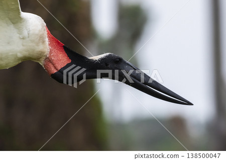 Jabiru Stork, in a marsh environment Jabiru Stork, in a marsh environment 138500047