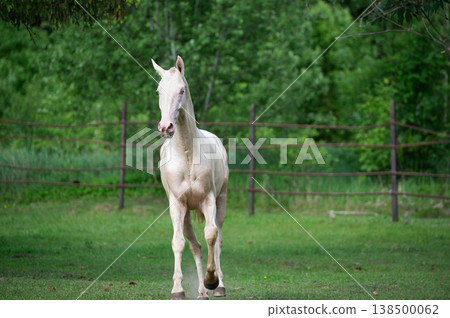 beautiful young creamello purebred akhalteke stallion walking at sunny morning beautiful young creamello purebred akhalteke stallion walking at sunny morning 138500062