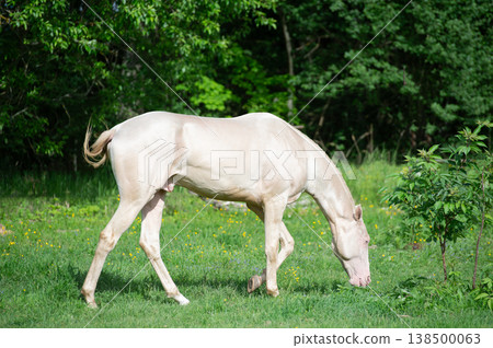 beautiful young creamello purebred akhalteke stallion walking at sunny morning beautiful young creamello purebred akhalteke stallion walking at sunny morning 138500063