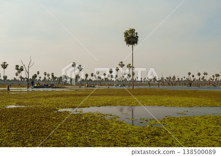 Palms landscape in La Estrella Marsh, Formosa province, Argentina. Palms landscape in La Estrella Marsh, Formosa province, Argentina. 138500089