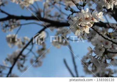 The arrival of spring, under the blue sky, cherry blossoms, cherry blossoms, sakura The arrival of spring, under the blue sky, cherry blossoms, cherry blossoms, sakura 138500110