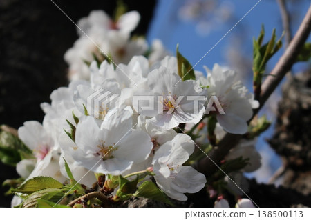 The arrival of spring, under the blue sky, cherry blossoms, cherry blossoms, sakura The arrival of spring, under the blue sky, cherry blossoms, cherry blossoms, sakura 138500113