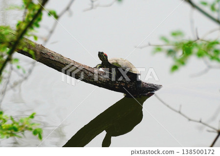 Mississippi Pond slider Mississippi Pond slider 138500172