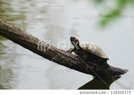 Mississippi Pond slider Mississippi Pond slider 138500173