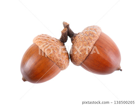 Acorn oak isolated on white background. Ripe brown acorns. Clipping path. Acorn oak isolated on white background. Ripe brown acorns. Clipping path. 138500205