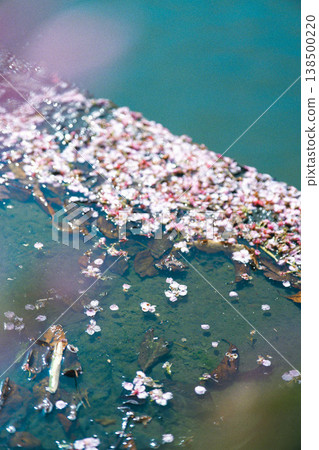 Beautiful sea petals Beautiful sea petals 138500220