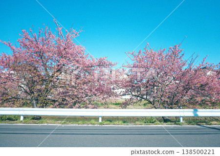 Road with Kawazu cherry blossoms Road with Kawazu cherry blossoms 138500221
