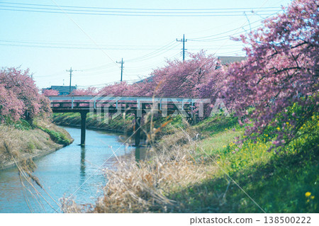A river where you can see Kawazu cherry blossoms and a bridge. A river where you can see Kawazu cherry blossoms and a bridge. 138500222