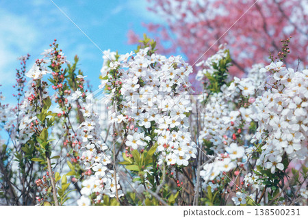 櫻花和雪柳在藍天的襯托下盛開 138500231