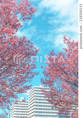 Residential area with cherry blossoms in bloom Residential area with cherry blossoms in bloom 138500233
