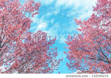 Kawazu櫻花在藍天 138500234