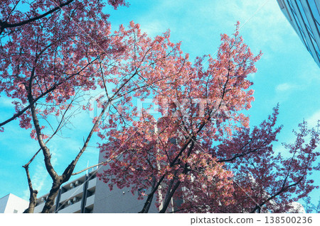 櫻花的風景 櫻花的風景 138500236
